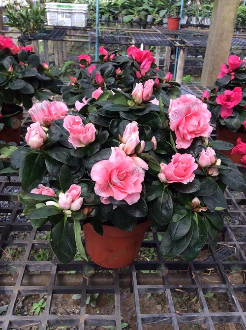 1.อาซาเลียฮอลแลนด์