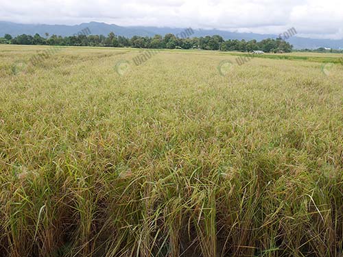 1.แปลงนาเพื่อผลิตเมล็ดพันธุ์ข้าว