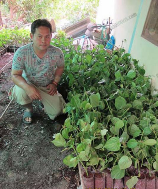 คุณธีรพล-ขำขาว-ปลูกใบพลูในพื้นที่-6-ไร่-จ.นครปฐม