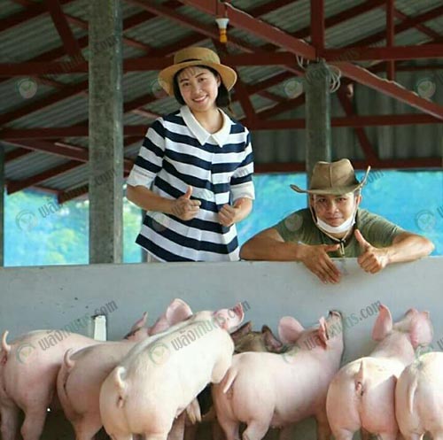 11.โรงเลี้ยงหมูขุน