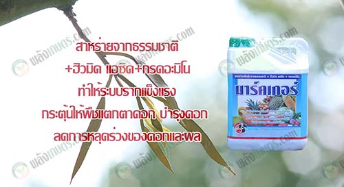 2.การใส่สาร-“มาร์กเกอร์”-ช่วยฟื้นฟูต้นทุเรียน-ระบบรากแข็งแรง