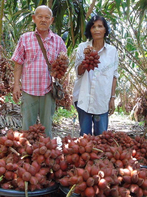 2.คุณนันทา-วิญญา-และสามี-เกษตรกรผู้ปลูกสละพันธุ์สุมาลี
