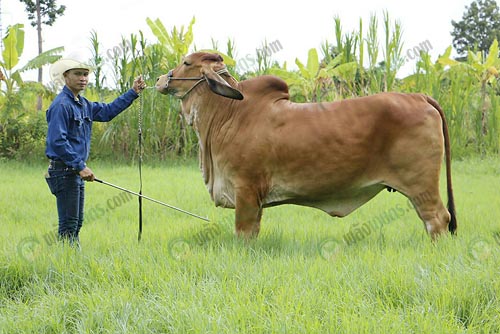 2.คุณสันชัย-ภู่บัว-เจ้าของโคสง่าฟาร์ม