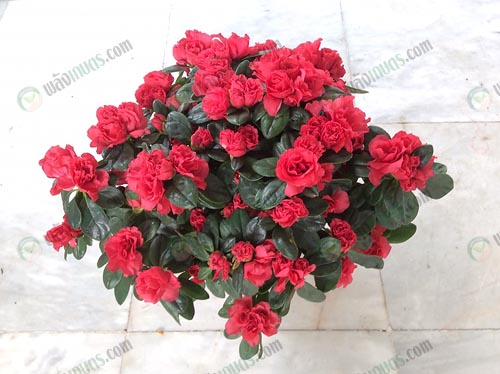 2.ดอกอาซาเลีย-Azalea-หรือเรียกกันว่า-กุหลาบพันปี