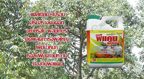 3.การใส่่สาร-“พีแคนสเปรย์”-กระตุ้นให้ติดดอก-ลดการหลุดร่วงของดอก