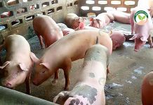 เลี้ยงหมูขุน ให้นอนแช่น้ำ ได้น้ำ ปุ๋ยขี้หมู ใส่ ต้นปาล์ม งามพิเศษ ทำเงิน 2 ทาง! หมูขุนนอนแช่น้ำดับร้อน เลี้ยงหมูขุน ให้นอนแช่น้ำ ได้น้ำ ปุ๋ยขี้หมู ใส่ ต้นปาล์ม งามพิเศษ ทำเงิน 2 ทาง!