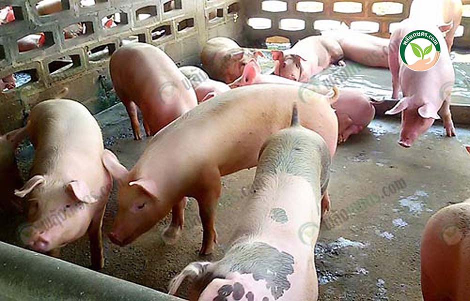 3.หมูขุนนอนแช่น้ำดับร้อน เลี้ยงหมูขุน ให้นอนแช่น้ำ ได้น้ำ ปุ๋ยขี้หมู ใส่ ต้นปาล์ม งามพิเศษ ทำเงิน 2 ทาง!