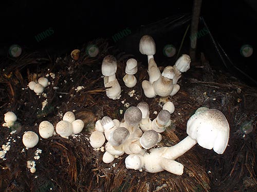 3.เห็ดฟางจากสวนปาล์มของเกษตรกร