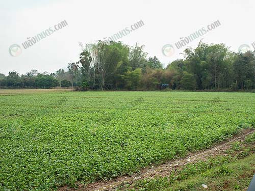 3.แปลงถั่วเหลืองเพื่อผลิตเมล็ดพันธุ์