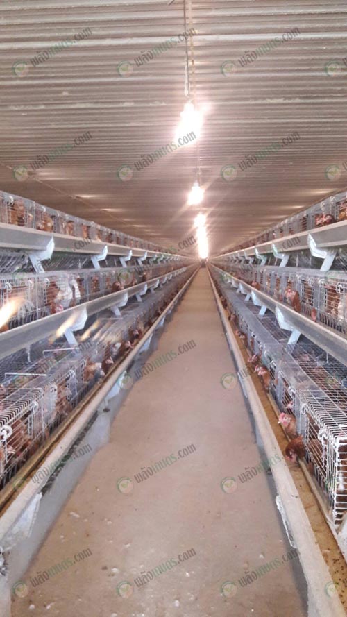 3.โรงเรือนไก่สาวระบบยืนกรง