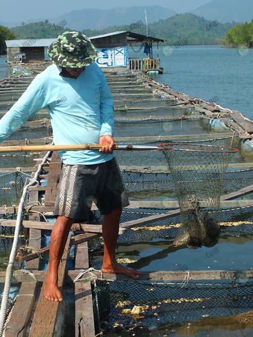 4.กระชังยาวหลายร้อยเมตรที่เกาะนพเกตุ
