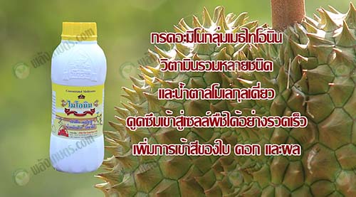 4.การใส่สาร-“ไมโอนิน”-ในช่วงติดลูก-สีสวย-เนื้อดี