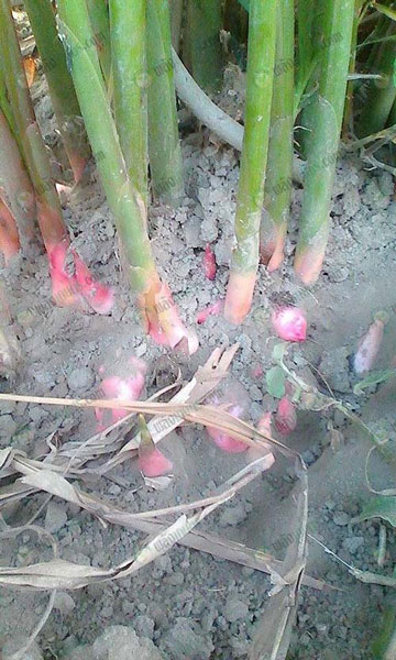 4.ข่าอ่อนที่กำลังแตกหน่อ