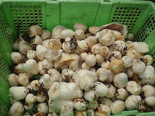 4.เห็ดฟางที่พร้อมออกสู่ตลาดบริโภค