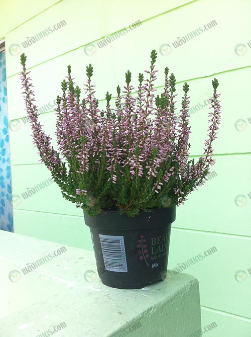 5.ต้น-calluna-มีหลากหลายโทนสี-เป็นไม้นำเข้าจากฮอลแลนด์