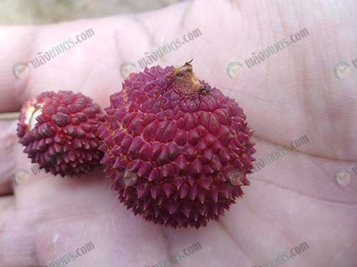 5.ลิ้นจี่พันธุ์กระเทยกับพันธุ์ค่อมลำเจียก