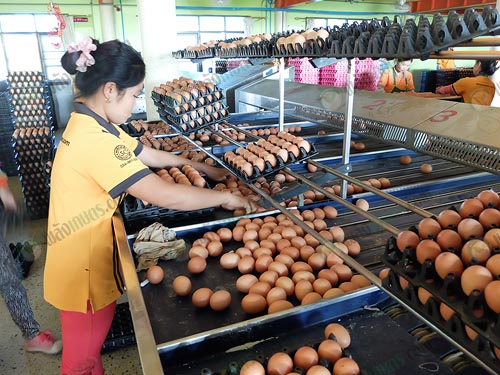 5.สีของไข่ไก่