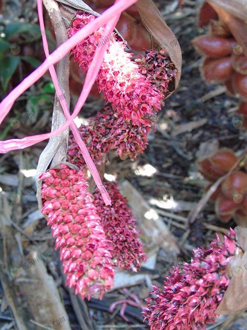 5.เกสรสละตัวเมีย