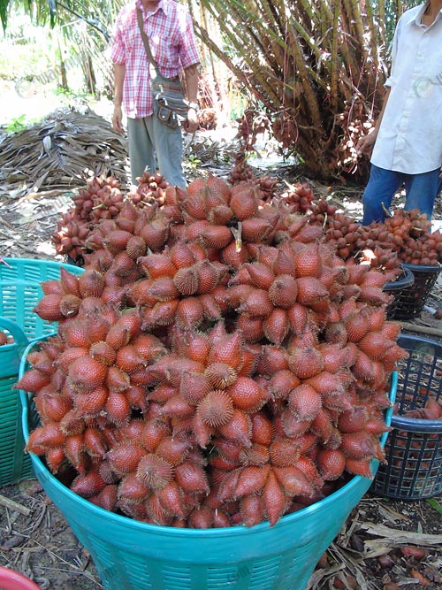 8.สละที่เก็บแล้วพร้อมจำหน่าย