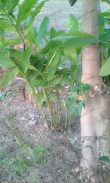 ข่าที่กำลังเจริญเติบโต
