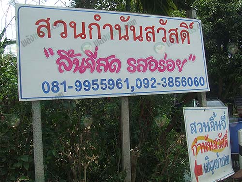 สวนกำนันสวัสดิ์-ฺ“ลิ้นจี่สด-รสอร่อย”