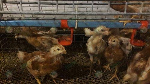ให้อาหารและน้ำลูกไก่ไข่เริ่มโต