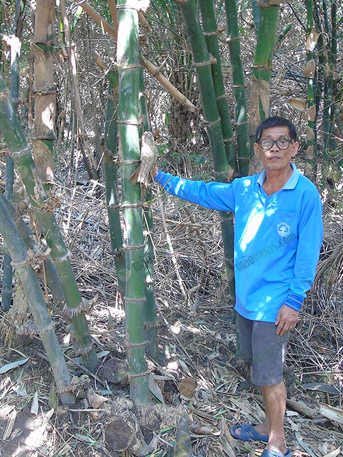 1.คุณวีรพล-สุพรรคพานิช-เกษตรกรผู้ปลูกไผ่ผสมผสานกับปาล์มน้ำมัน