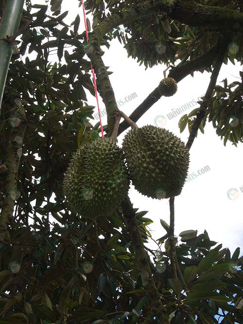 1.ทุเรียนคุณภาพ