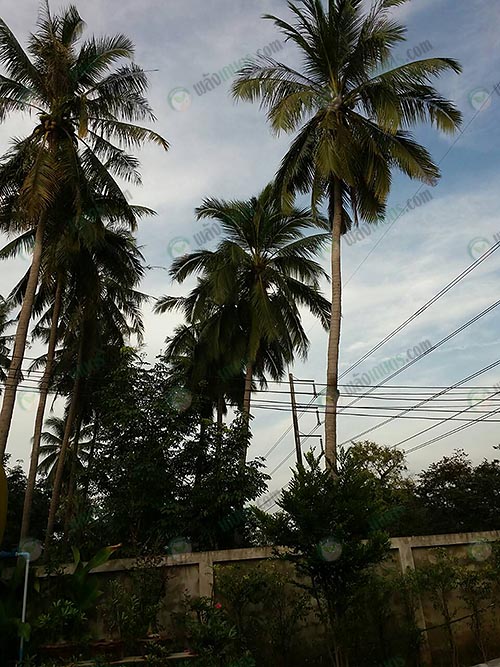 1.ผลผลิตมะพร้าวภายในพื้นที่