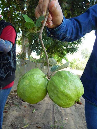 1.ผลฝรั่งกิมจู