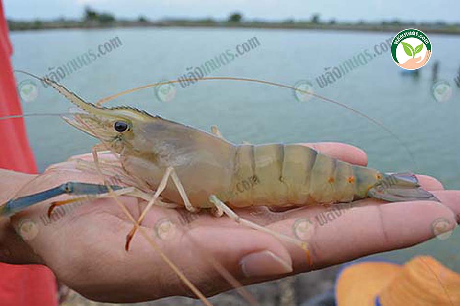 1.แนวทางการ เลี้ยงกุ้งก้ามกราม