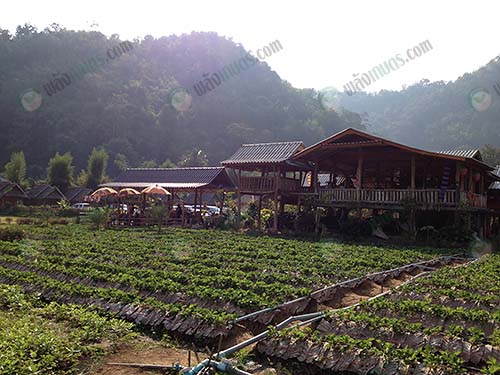 1.ไร่สตรอเบอรี่