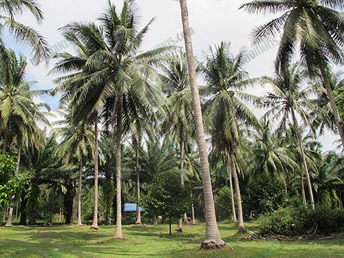 10.มะพร้าวสายพันธุ์ชุมพร-1