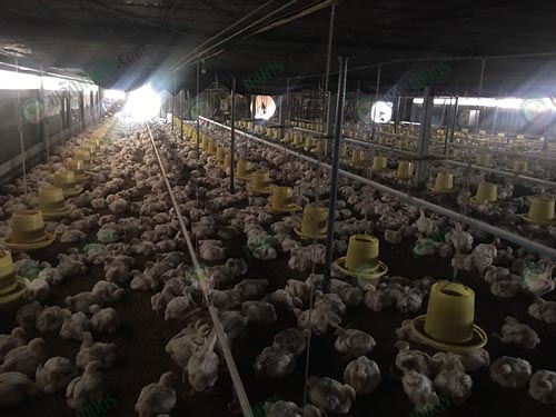 11.ไก่เนื้อพร้อมจับ