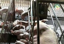การเร่งผลิต “ แม่หมู ”สายพันธุ์สุกร ดีที่สามารถให้ ลูกหมู 30 ตัว/ปี การเร่งผลิต แม่หมู สายพันธุ์สุกร ดีที่สามารถให้ ลูกหมู 30 ตัว/ปี