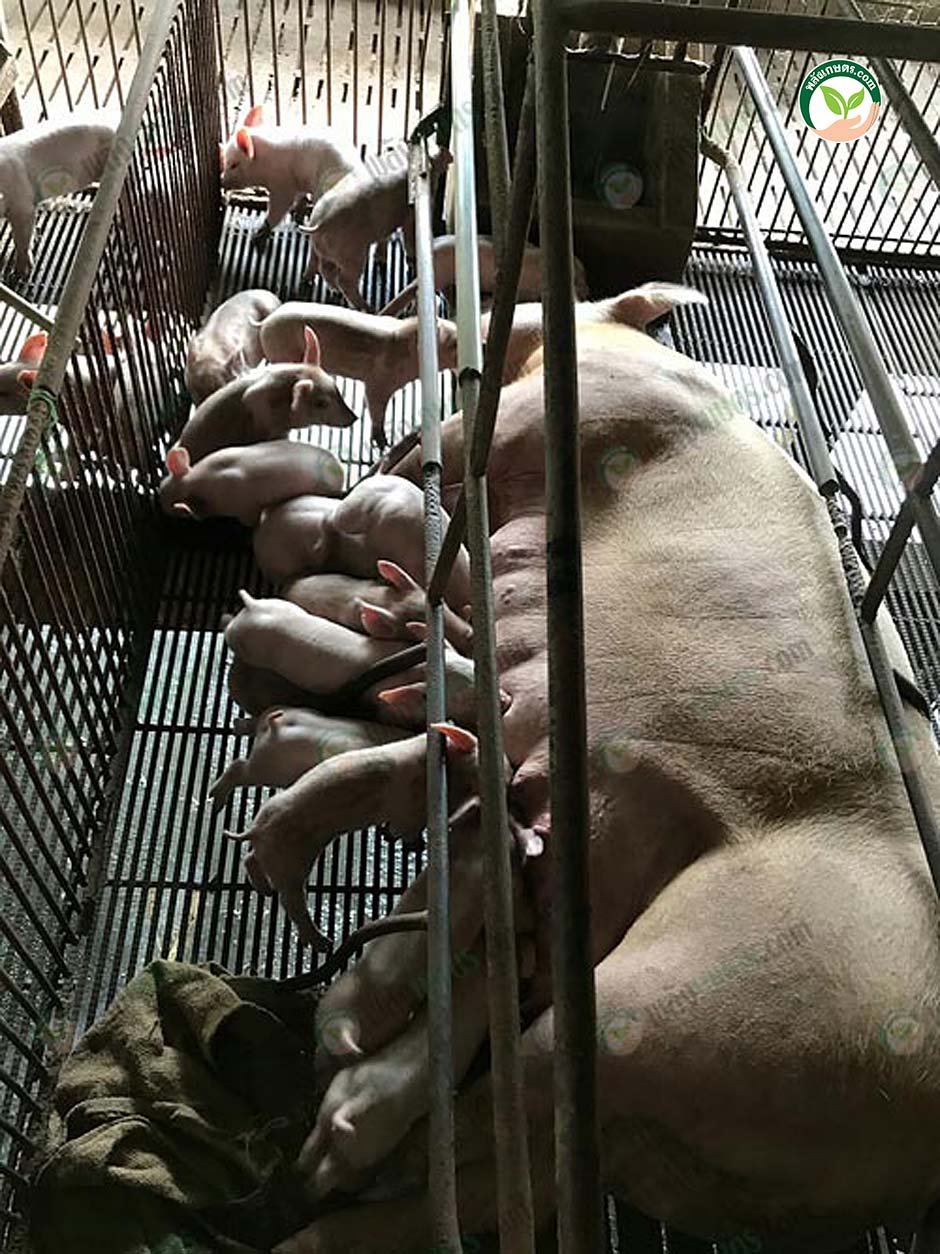 12.การเร่งผลิต แม่หมู สายพันธุ์สุกร ดีที่สามารถให้ ลูกหมู 30 ตัว/ปี
