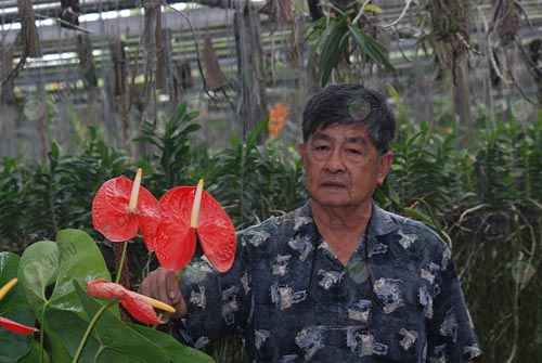 2.คุณบัญชา-หงษ์แสนยาธรรม-กับหน้าวัวดัดดอกพันธุ์บัญชา-ออเรนจ์