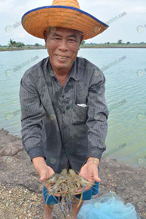2.คุณลุงไพร-ทวงเชื้อ-เลี้ยงกุ้งขาว-และกุ้งก้ามกราม-จ.นครปฐม