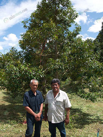 2.คุณสุรนันท์-ทองคำ-ขวา-ปลูกทุเรียนนอกฤดู-ในพื้นที่กว่า-100-ไร่-จ.ชุมพร