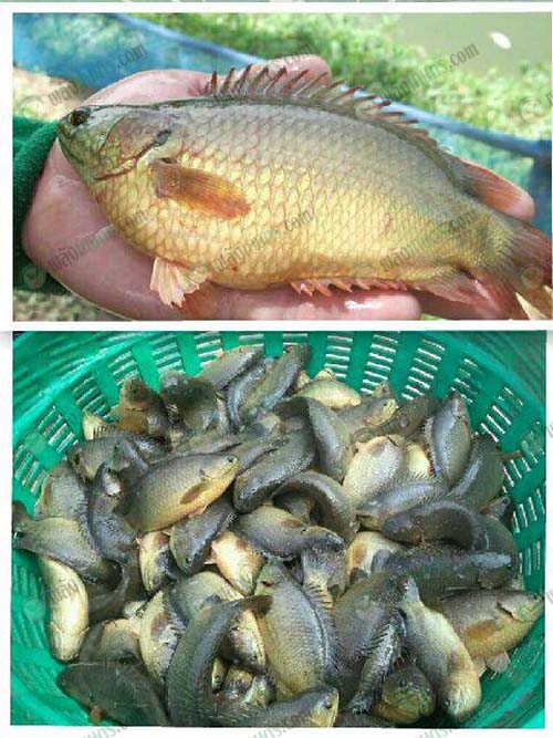 2.เลี้ยงง่าย-โตเร็ว
