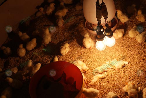 3.การกกลูกไก่