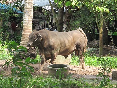 3.วัวพันธุ์เนื้อที่เลี้ยงไว้ในสวน