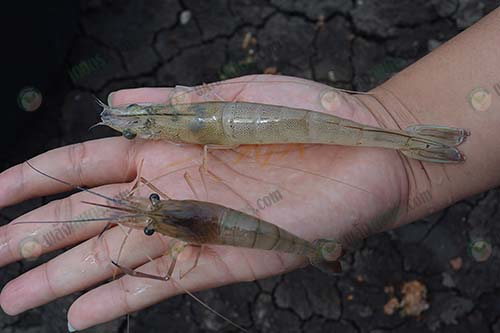 4.กุ้งขาวและกุ้งก้ามกรามที่เลี้ยงร่วมกันในบ่อ