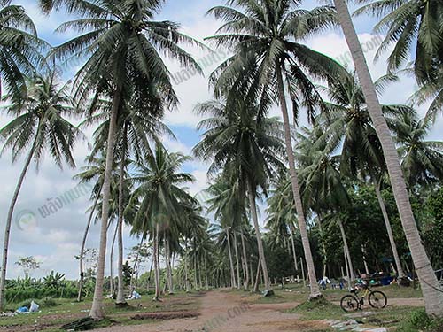 4.สวนมะพร้าวอินทรีย์ของคุณละออง