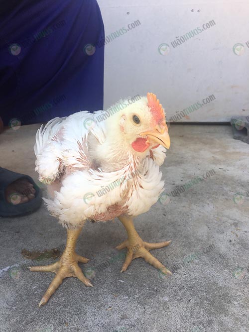 4.ไก่เนื้อ-28-วัน-น้ำหนัก-1.5-1.6-กิโลกรัม
