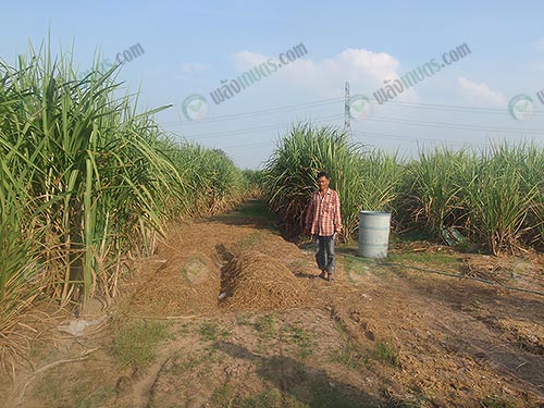 6.การเพาะเห็ดฟางในไร่อ้อย