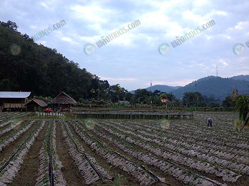 6.การไถพรวนดินแบบยกระบบคันร่อง