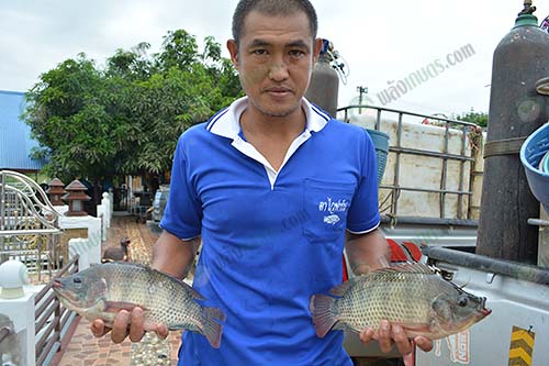 6.คุณภาพปลาก่อนจำหน่าย