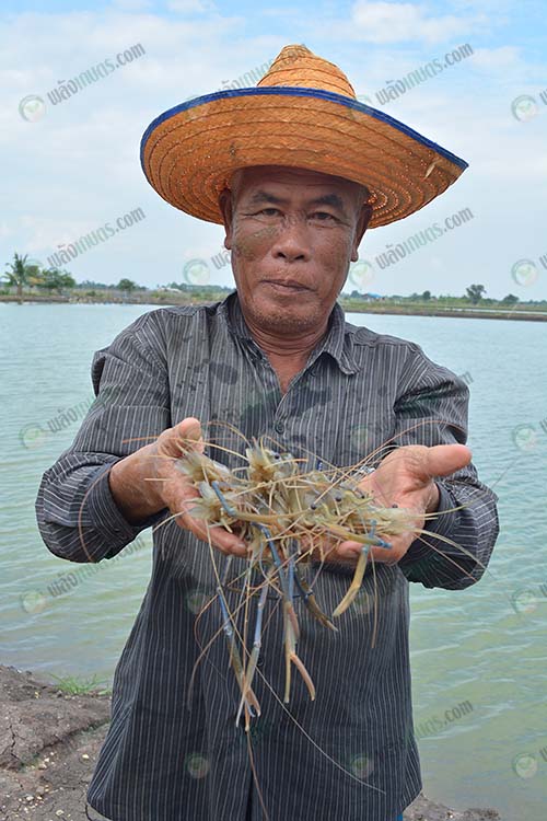 7.กุ้งก้ามก้ามรุ่นไซส์-200-ตัว