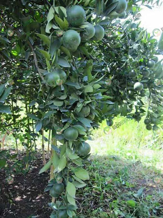 8.ผลส้มเขียวหวานคุณภาพ